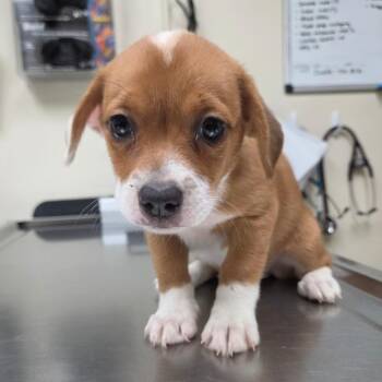 Coffee -  Chihuahua and Terrier Dog for Adoption in Lakeland, Florida - Coffee | PetCurious