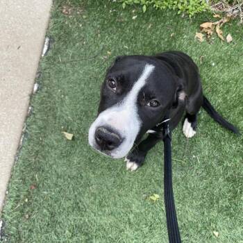 Mixed Breed Dogs Available for Adoption in Saint Charles, Missouri - Daphne | PetCurious
