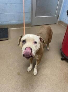 Prince -  Mixed Breed Dog for Adoption in Chamblee, Georgia - Prince | PetCurious