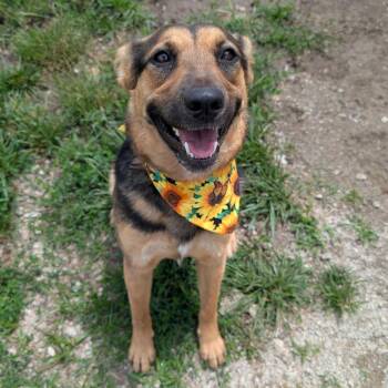Jessi -  German Shepherd Dog and Cattle Dog Dog Available for Adoption in Independence, Kansas - Jessi | PetCurious