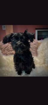 Rocco  -  Shih Poo Dog for Sale in Covington, Georgia - Rocco  | PetCurious