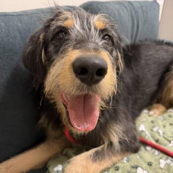 Teddy -  Otterhound and Mixed Breed Dog for Adoption in Chicago, Illinois - Teddy | PetCurious