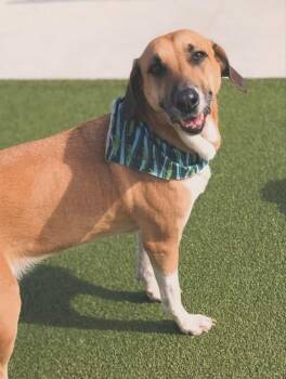 Rescue Hound Dogs for Adoption in Dyer, Indiana - Lolli | PetCurious