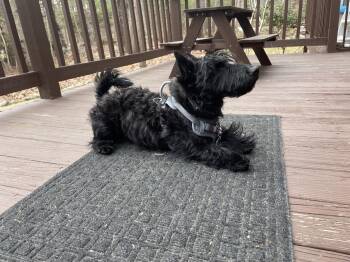 Scottish Terrier Dogs Available for Adoption - Winston  | PetCurious