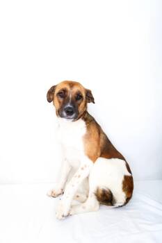 Australian Cattle Dog Blue Heeler and Shepherd Dogs Available for Adoption in Bixby, Oklahoma - Ellis | PetCurious