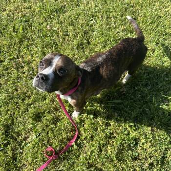 Boston Terrier Dogs Available for Adoption in Mt. Juliet, Tennessee - Mama London “mother To Royal Litter” | PetCurious