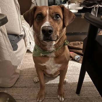 Rescue Mixed Breed and Labrador Retriever Dogs for Adoption in Mississauga, Ontario - Felice | PetCurious