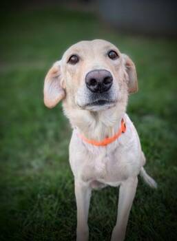 Angel -  Labrador Retriever Dog for Adoption in Mauston, Wisconsin - Angel | PetCurious