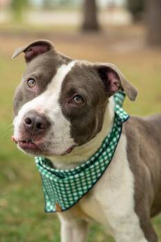 Quail -  Mixed Breed Dog Available for Adoption in Myrtle Beach, South Carolina - Quail | PetCurious