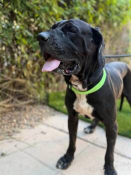 Mastiff Dogs Available for Adoption - Magic | PetCurious
