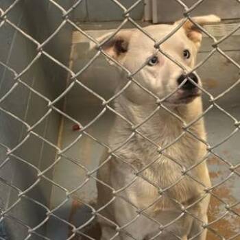 Sir Waggington -  Mixed Breed Dog for Adoption in Gadsden, Alabama - Sir Waggington | PetCurious