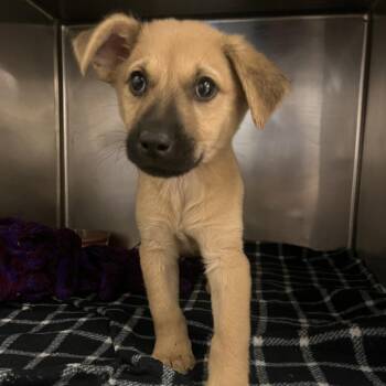 Shepherd Dogs Available for Adoption - Pecan | PetCurious