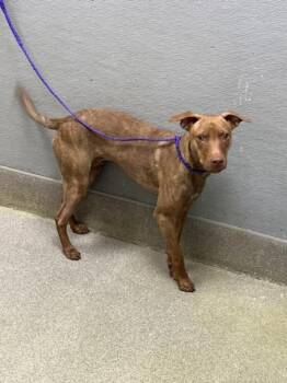 Black Mouth Cur and Pit Bull Terrier Dogs Available for Adoption in Las Vegas, Nevada - ROCKY | PetCurious