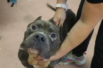 RHINO -  Mixed Breed Dog for Adoption in Columbia, South Carolina - RHINO | PetCurious