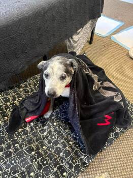Mixed Breed Dogs Available for Adoption in Conway, South Carolina - Lovey- 15 Yo Girl Who Needs A Hero | PetCurious