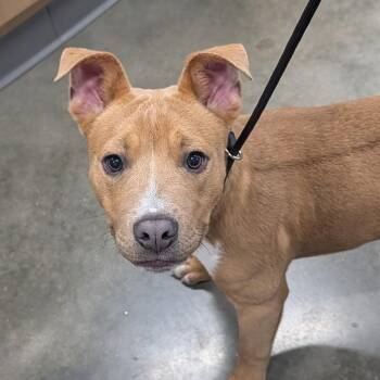 Mixed Breed Dogs Available for Adoption - Peanut Butter | PetCurious