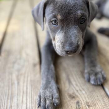 Brunson -  Pit Bull Terrier Dog for Adoption in Burbank, California - Brunson | PetCurious
