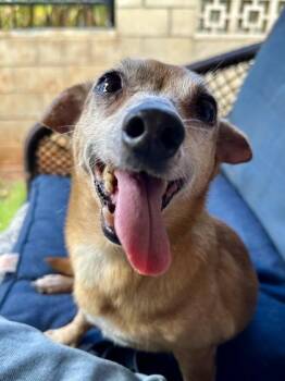 Sam -  Chihuahua and Mixed Breed Dog for Adoption in Honolulu, Hawaii - Sam | PetCurious