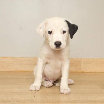 Ghost D70361 -  Labrador Retriever and Mixed Breed Dog for Adoption in Minnetonka, Minnesota - Ghost D70361 | PetCurious