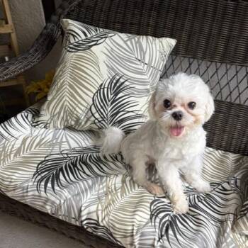 Scotty -  Maltese Dog for Adoption in Maitland, Florida - Scotty | PetCurious