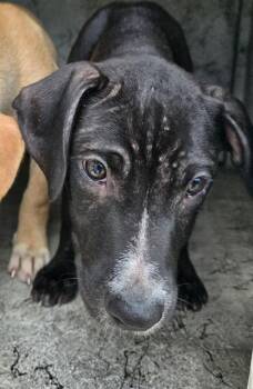 Rescue American Staffordshire Terrier Dogs for Adoption in Fort Lauderdale, Florida - COOKIE | PetCurious