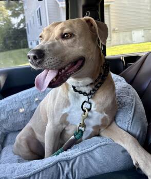 Rescue Pit Bull Terrier Dogs for Adoption in Wappingers Falls, New York - Benny | PetCurious