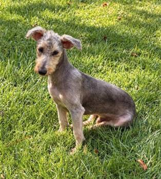 Jedi -  Schnauzer Dog for Adoption in Princeton, Massachusetts - Jedi | PetCurious