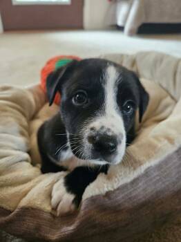 Presley -  Australian Cattle Dog Blue Heeler Dog for Adoption in Berlin, New Jersey - Presley | PetCurious