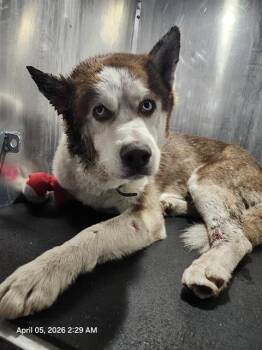 Husky Dogs Available for Adoption - CASCARONE | PetCurious