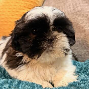 Shih Poo Dogs Available for Adoption - Lulu | PetCurious