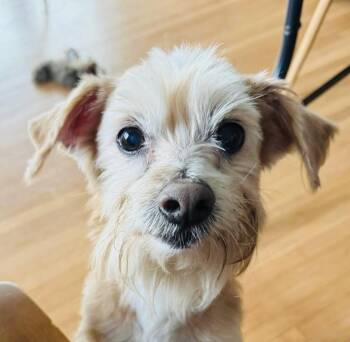 Maltese Dogs Available for Adoption in Germantown, Ohio - Louis St Clair | PetCurious