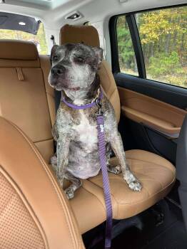 Rescue Pit Bull Terrier Dogs for Adoption in Jackson Township, New Jersey - Bella | PetCurious