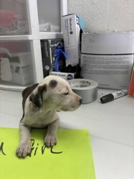 Spooky -  Pit Bull Terrier and Mixed Breed Dog for Adoption in Gainesville, Florida - Spooky | PetCurious