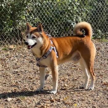 Archibald -  Shiba Inu Dog for Adoption in Oak Ridge, Tennessee - Archibald | PetCurious