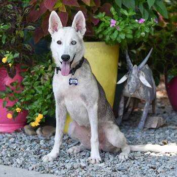Serge -  Husky and Shepherd Dog for Adoption in Wake Forest, North Carolina - Serge | PetCurious