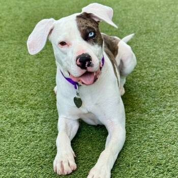 Rescue Mixed Breed and Pit Bull Terrier Dogs for Adoption in Los Angeles, California - Zoom | PetCurious