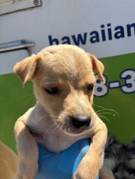 Bisco -  Terrier and Mixed Breed Dog for Adoption in Honolulu, Hawaii - Bisco | PetCurious