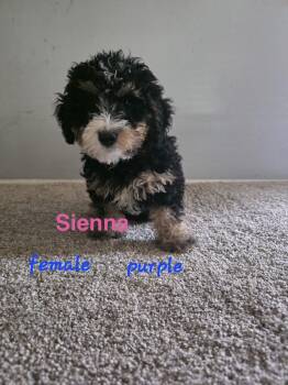 Sienna -  Bernedoodle Dog for Adoption in Semmes, Alabama - Sienna | PetCurious