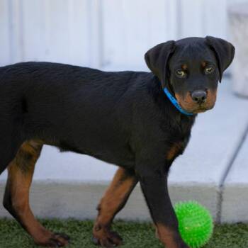 Rottweiler Dogs Available for Adoption in Peyton, Colorado - Megatron (AP26-04) | PetCurious