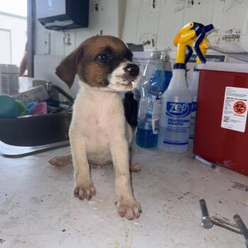 Nolan (COH-A-67940 -  Mixed Breed Dog for Adoption in Volcano, Hawaii - Nolan (COH-A-67940 | PetCurious