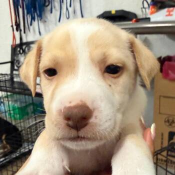 Cold Foam -  Labrador Retriever and Mixed Breed Dog for Adoption in Edinburg, Texas - Cold Foam | PetCurious