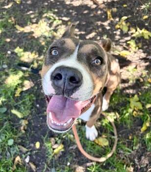Simona -  Pit Bull Terrier Dog for Adoption in Chicago, Illinois - Simona | PetCurious