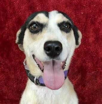 Border Collie Dogs Available for Adoption in Newport, Tennessee - Jess | PetCurious