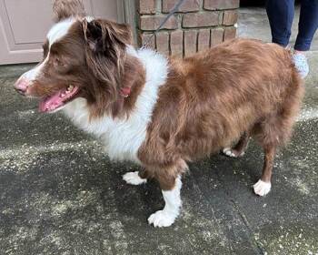 Cocoa -  Australian Shepherd Dog for Adoption in Lake Wylie, South Carolina - Cocoa | PetCurious