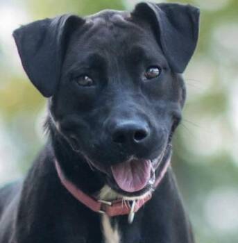 Magnolia SCAS -  Black Labrador Retriever Dog for Adoption in Rockaway, New Jersey - Magnolia SCAS | PetCurious