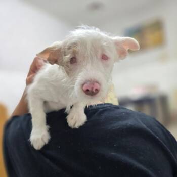 Helen Keller -  Parson Russell Terrier and Fox Terrier Dog for Adoption in Hinesville, Georgia - Helen Keller | PetCurious