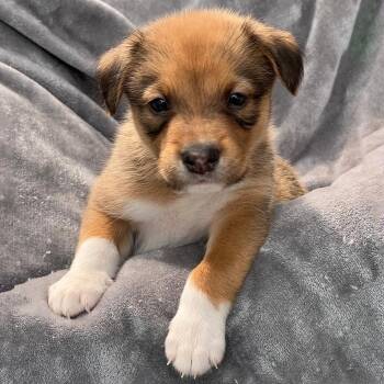 Spaniel and Shepherd Dogs Available for Adoption in San Diego, California - Japan Pup - Kyota | PetCurious