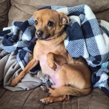 Buddy -  Chihuahua Dog for Adoption in Beulaville, North Carolina - Buddy | PetCurious