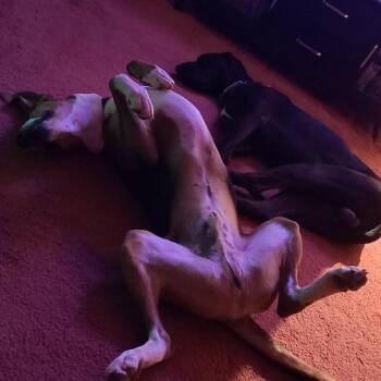 Cooper -  Plott Hound and Treeing Walker Coonhound Dog for Adoption in Lynchburg, Virginia - Cooper | PetCurious