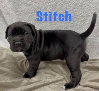 Staffordshire Bull Terrier and Cane Corso Dogs Available for Adoption in Aurora, Nebraska - Stitch | PetCurious